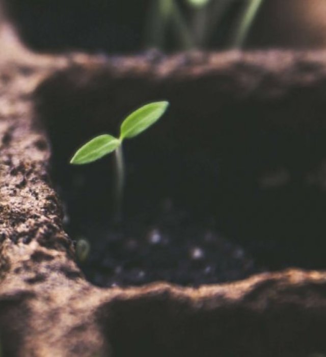 Petites plantes qui poussent