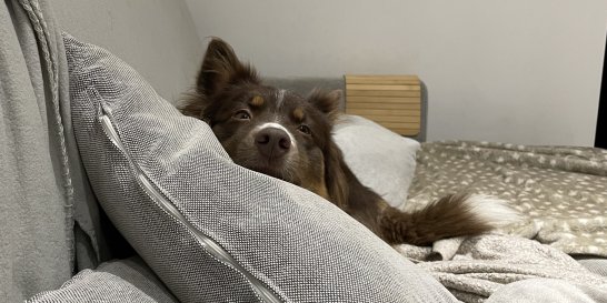 ophelie-chien