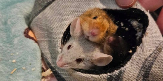 arthur-hamsters
