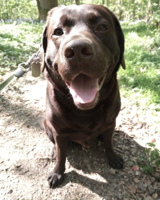 Labrador chocolat