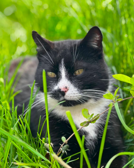 chat-dorian