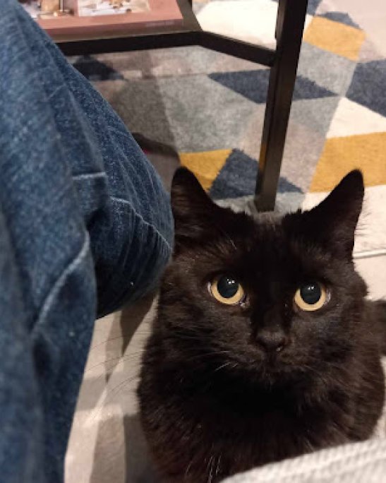 rayan-chat