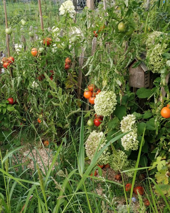 jonathan-potager